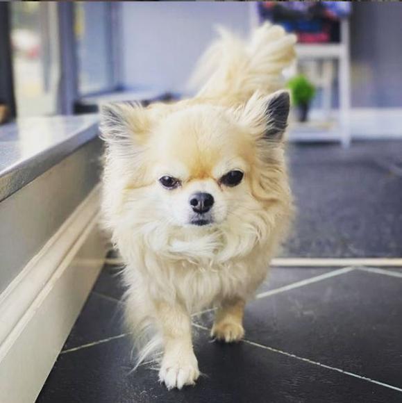 Sonny, Mascot at our Hair Salon  in Milton Keynes and Stony Stratford